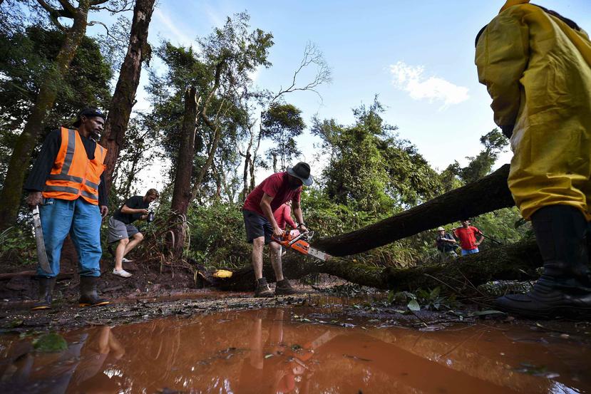 Bomberos y voluntarios cortan los árboles derrumbados, tras la ruptura de una una represa en Brumadinho, Brasil. (EFE)