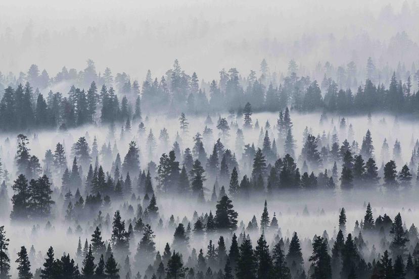 La FAO ha dicho que actualmente está llevando a cabo un sondeo de detección remota del área forestal global, que quiere publicar para 2021. (AP)