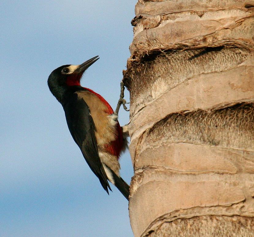 El pájaro carpintero de Puerto Rico es una de las especies que se pueden observar en los bosques urbanos.