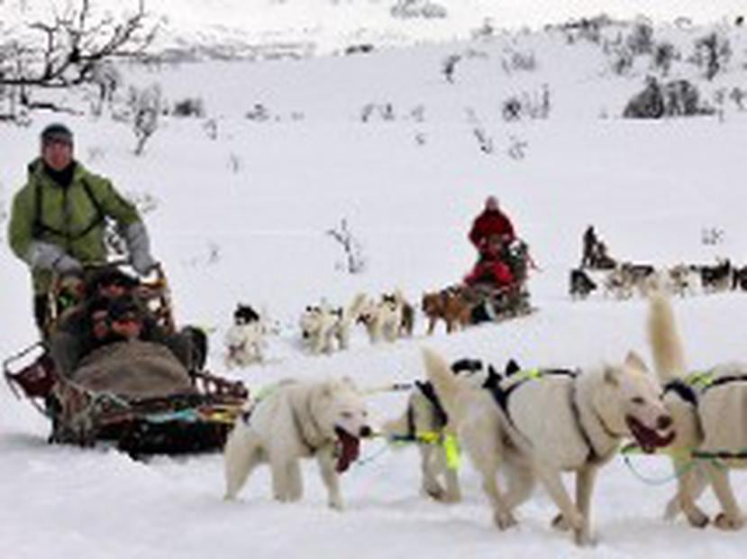 Paseo en trineos empujados por perros en Noruega. (Suministrada)