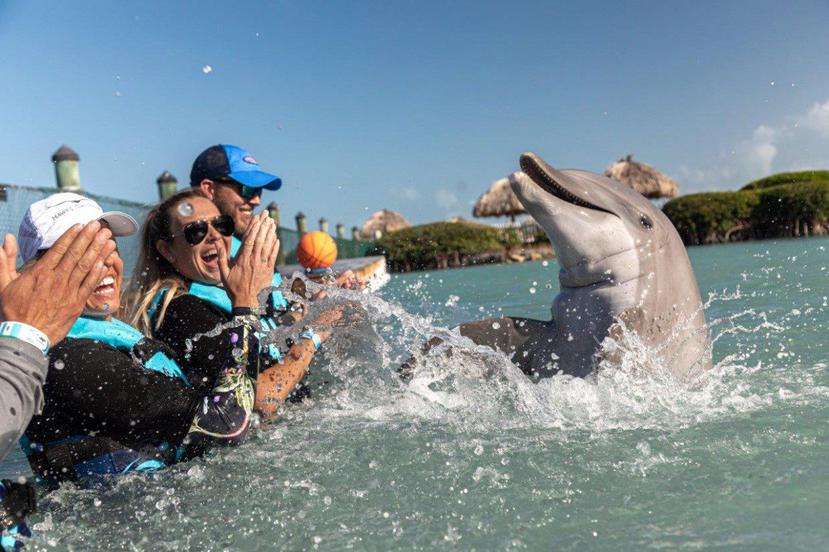 En Hawk’s Cay Resort, en el cayito de Duck Key, cerca de Maratón en los bellos Cayos de Florida, hay abundante actividades para todas las edades y oportunidades para nadar con un delfín.