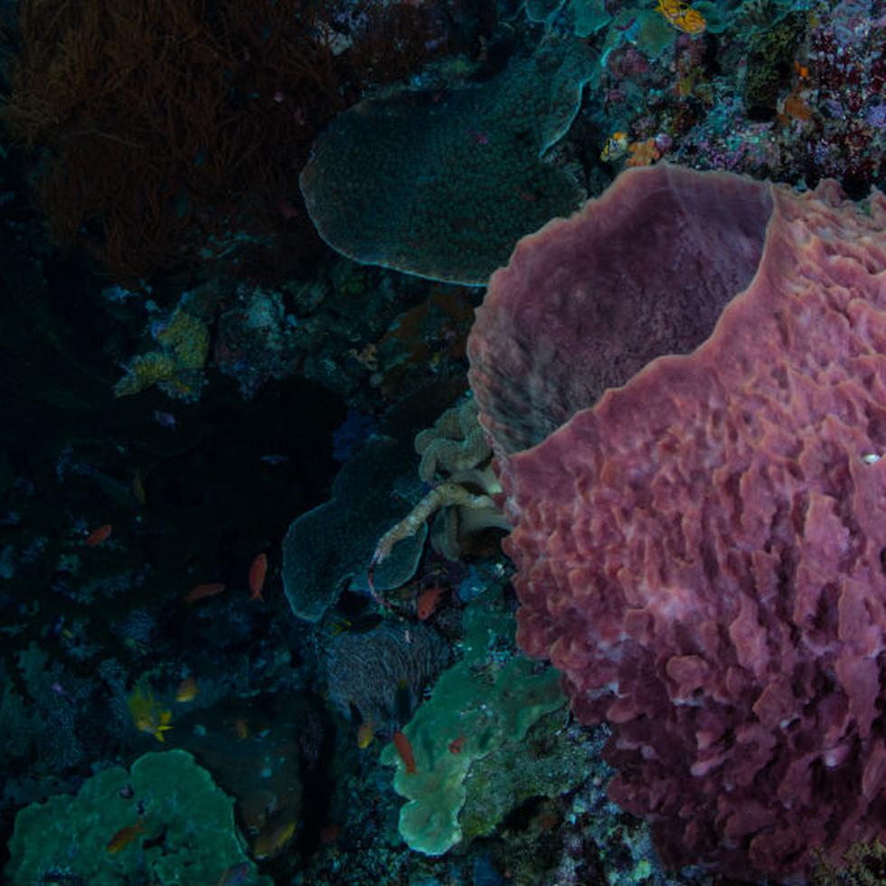 Las esponjas marinas son consideradas como “ingenieros de hábitats”.