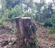 Ambientalistas tildan de irónico la tala de 9,925 árboles, pues ayudan a manejar las emisiones de dióxido de carbono, un gas que contribuye al calentamiento global, que tiene, a su vez, el efecto de potenciar la intensidad de los huracanes.