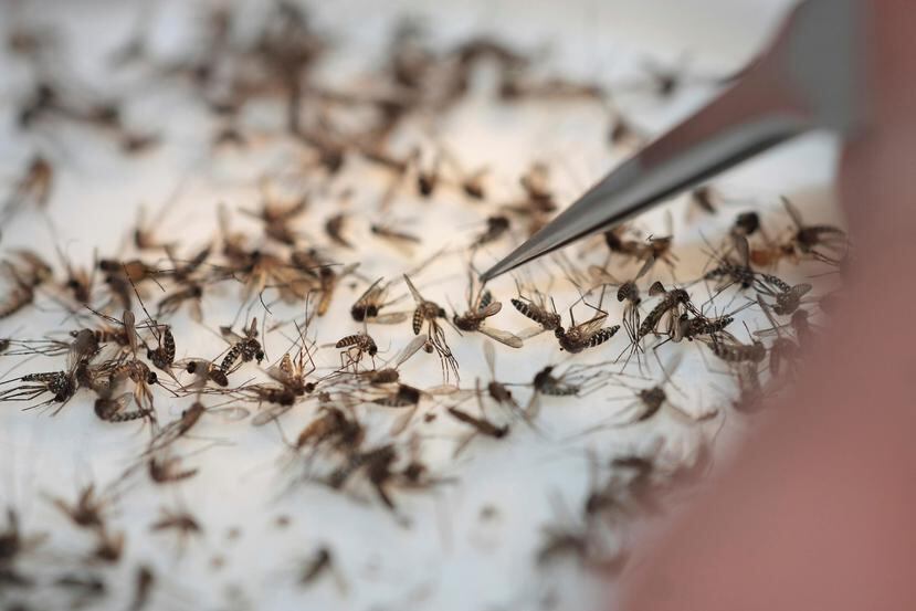 El mosquito Aedes aegypti, transmisor del virus del dengue, abunda en Puerto Rico, donde la enfermedad suele reportar casos todo el año. (GFR Media)