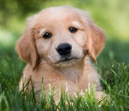Se recomienda que a los perros cachorros se les administre tres vacunas para inmunizarlos contra el moquillo entre las semanas seis y 12 de vida.