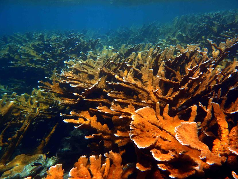 Parche de crecimiento saludable del coral Cuerno de alce en la costa de Vega Baja. (Suministrada / Oficina de Prensa UPR Río Piedras)