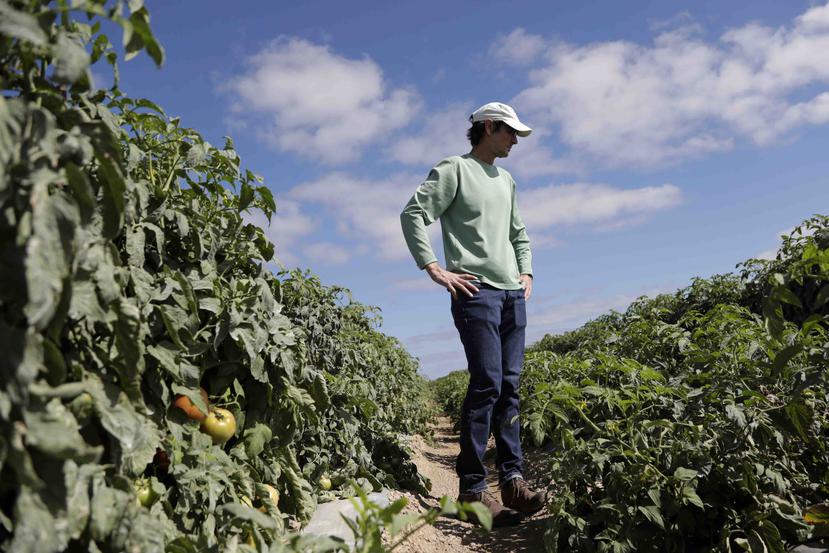 El gerente de la granja de DiMare, Jim Husk, camina entre las plantas en un campo de tomate, en Homestead, Florida. (AP)