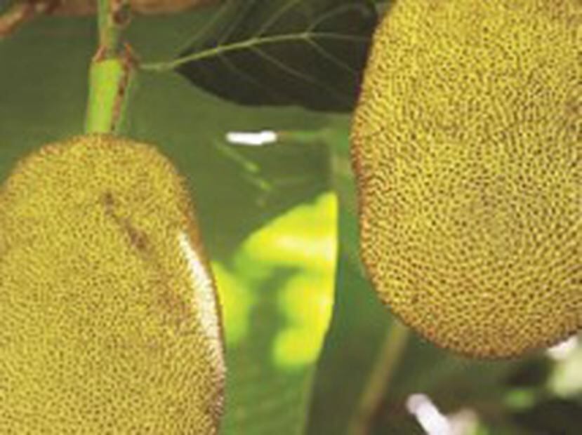 Aunque se cultivan en la Isla hace más de una década, las frutas exóticas aún son un mercado incipiente. Sin embargo, su potencial es grande y muestra de ello es que ya hay agricultores que exportan las frutas exóticas o las venden a extranjeros en la Isla. (Archivo)
