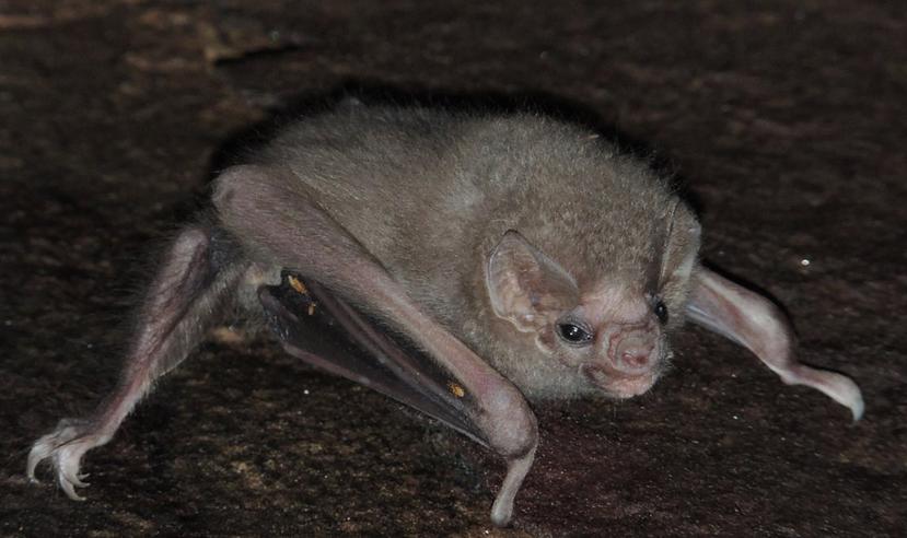 El Diphylla ecaudata no vive en Puerto Rico, donde los murciélagos cumplen un papel vital comiendo insectos y regando semillas. (EFE / Eder Barbier / UFPE)