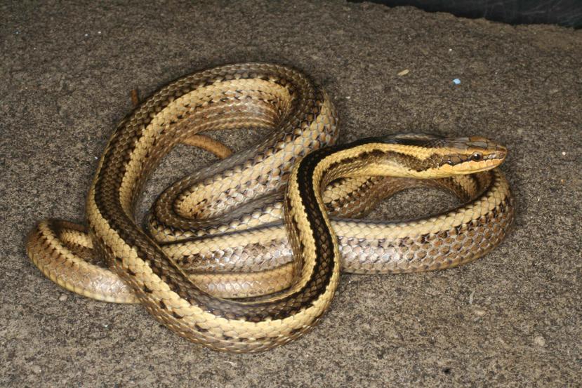 La serpiente fue nombrada como pseudalsophis thomasi. (AP)