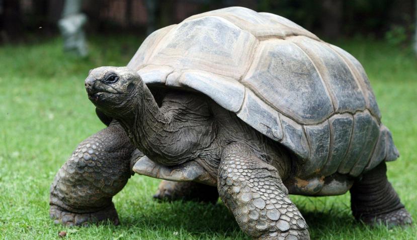 La tortuga de Aldabra es la única especie viva de tortuga gigante del Océano Índico. (EFE)