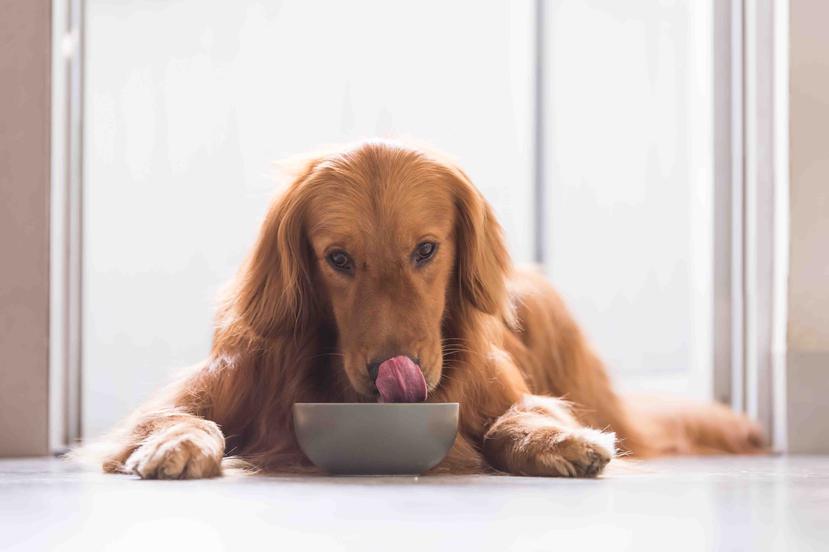 Una de las dietas más populares para mascotas es la de Alimentos Crudos Biológicamente Apropiados (Barf, por sus siglas en inglés).  (Shutterstock)