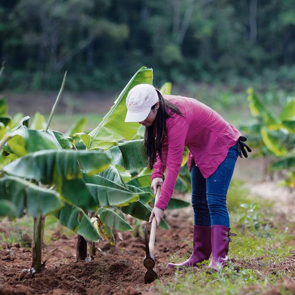 El Censo de 2012 reportó que en Puerto Rico había 1,093 agricultoras, para un 8.30%  del total de 13,159 agricultores. (Archivo)
