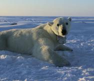 Investigadores encontraron que los osos polares tienen tasas metabólicas más altas de lo que se pensaba por lo que cada vez necesitan más alimento. (AP)