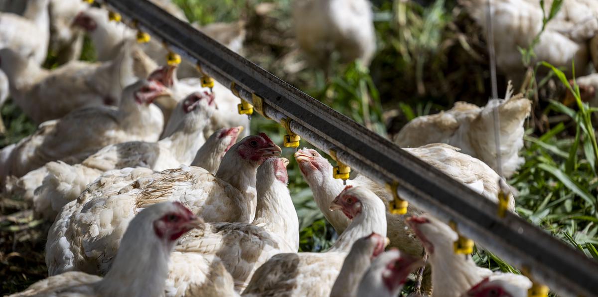 Cal-Maine Foods detalló eque una de las instalaciones de la compañía ubicada en el condado de Parmer (Texas), dio positivo de HPAI, lo que resultó en la “despoblación” de 1.6 millones de gallinas ponedoras y 337,000 pollitas, aproximadamente el 3.6 % del total de la parvada de la sede desde el pasado marzo.
