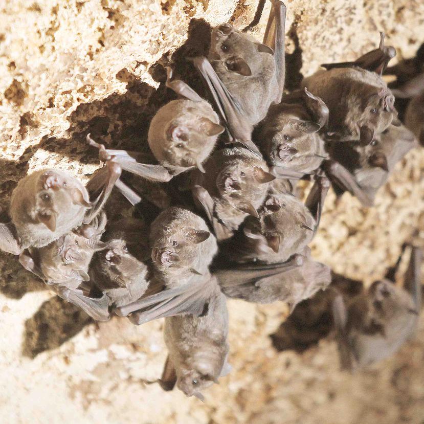 Hay gran variedad de especies de murciélagos en Puerto Rico.
