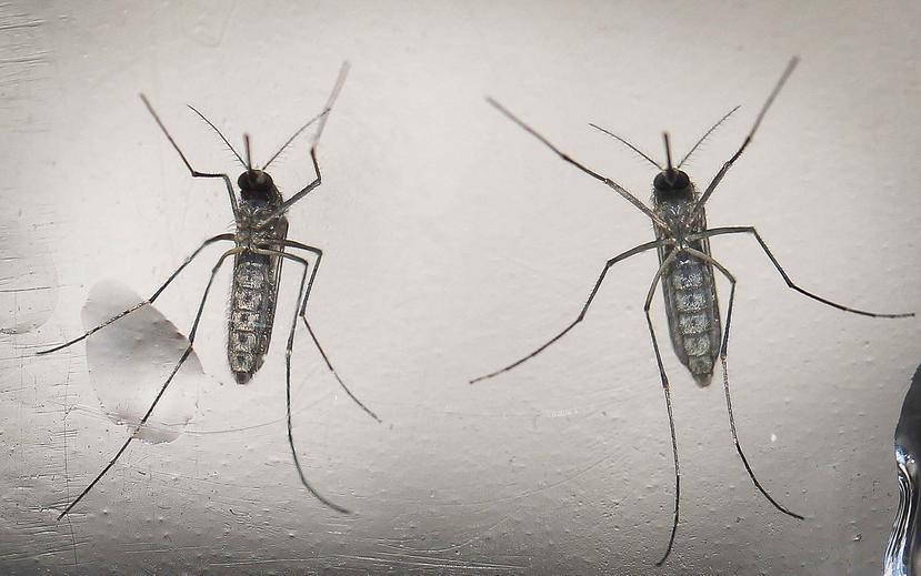 Mosquito Aedes aegypti. (Agencia EFE)