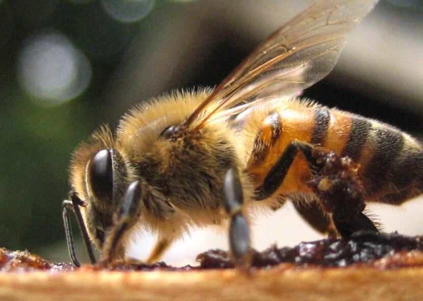 Las abejas son vitales para polinizar los cultivos y el ser humano depende de ellas. (GFR Media)