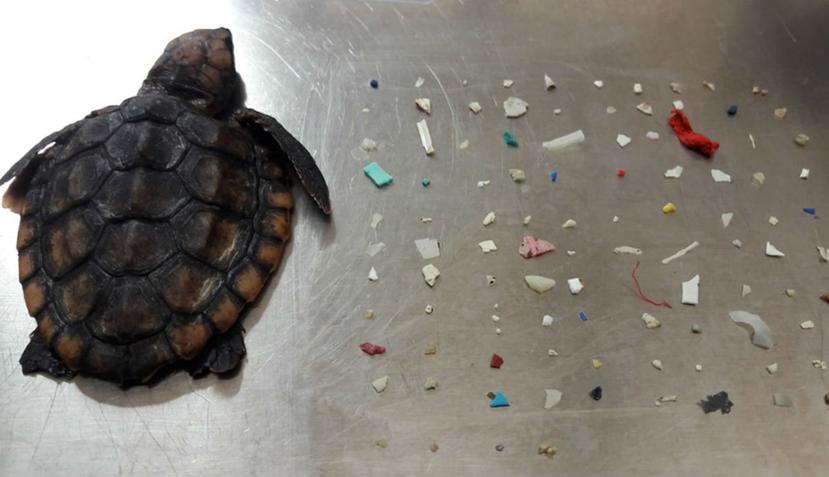 La tortuga marina tenía pocas semanas de vida y ya había ingerido 104 fragmentos de plástico (Facebook/Gumbo Limbo Nature Center).