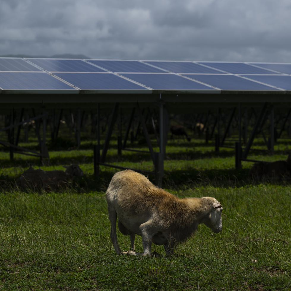 A decade ago, AES Ilumina reached an agreement with solar agriculturers to adopt nearly 400 sheep in the sola farm in Guayama.