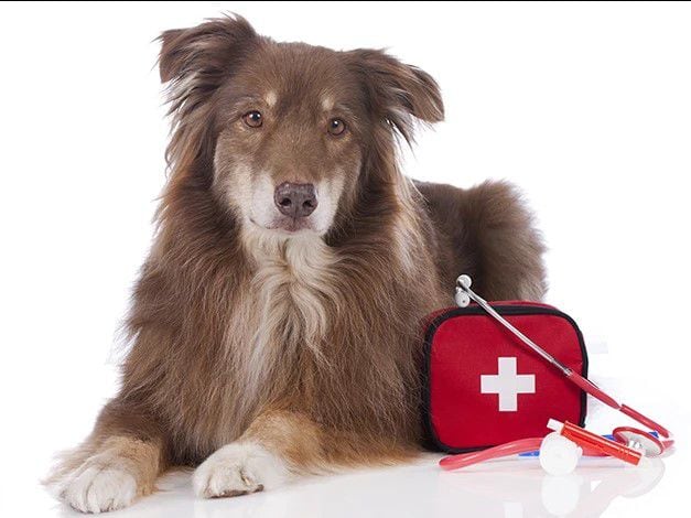 ¿Qué debe tener el kit de emergencia de una mascota?
