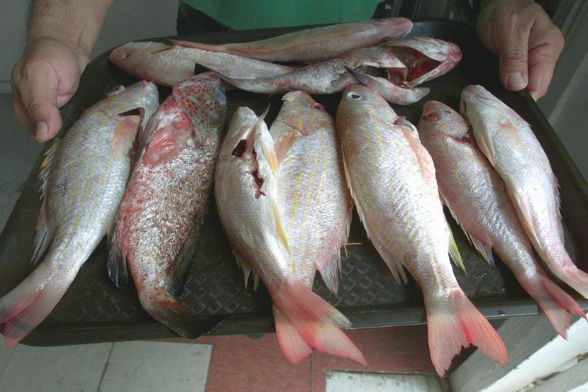 De acuerdo con datos de la Junta de Planificación, en 2018 la pesca local aportó alrededor de $300,000 a la economía del país.