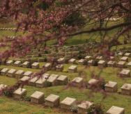 Cementerio Shrapnel Valley.