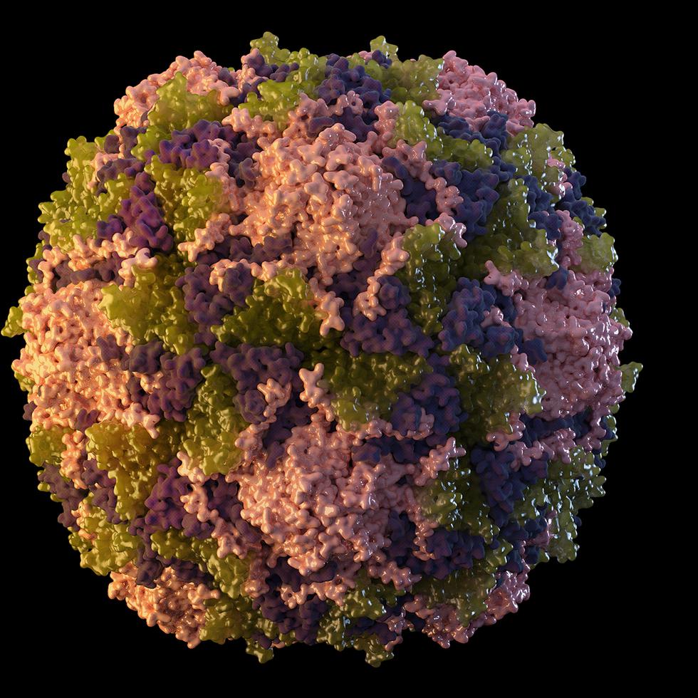 This 2014 illustration made available by the U.S. Centers for Disease Control and Prevention depicts a polio virus particle. On Thursday, July 21, 2022, New York health officials reported a polio case, the first in the U.S. in nearly a decade. (Sarah Poser, Meredith Boyter Newlove/CDC via AP)
