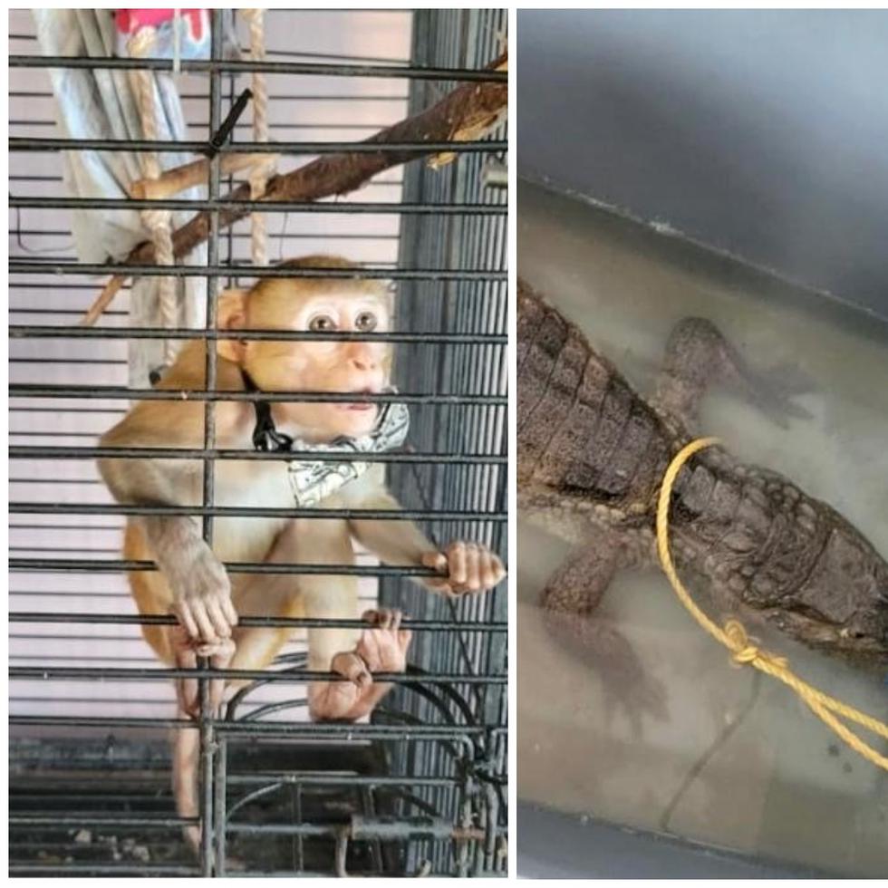 Fotomontaje del mono y caimán hallados durante allanamiento, el 20 de abril de 2023, en residencia en Vega Alta, donde operaba un punto de drogas.