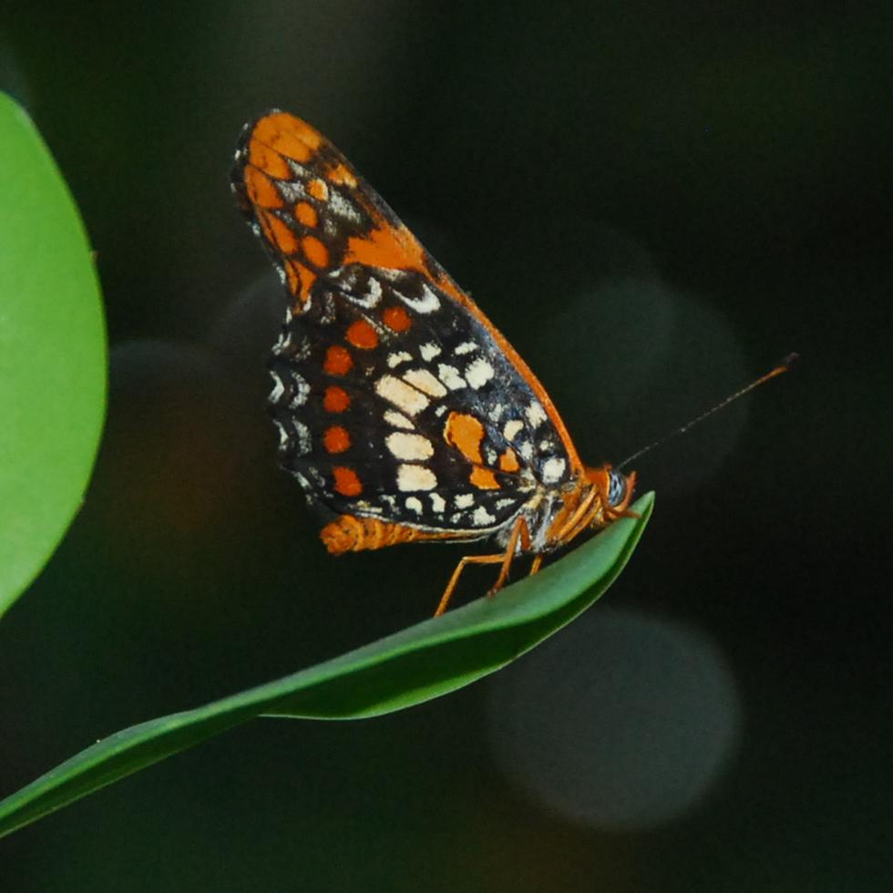 La designación de la mariposa arlequín como especie amenazada se formalizó el 3 de enero de este año.