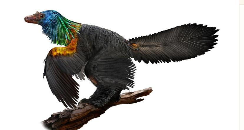 Caihong juji es un dinosaurio parecido a un pájaro. Vivió en China hace unos 161 millones de años. (news.utexas.edu)