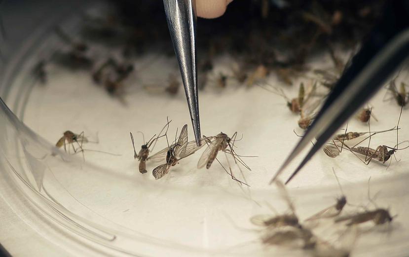 El zika es una enfermedad vírica transmitida por mosquitos Aedes aegypti o de persona a persona por vía sexual. (Archivo)