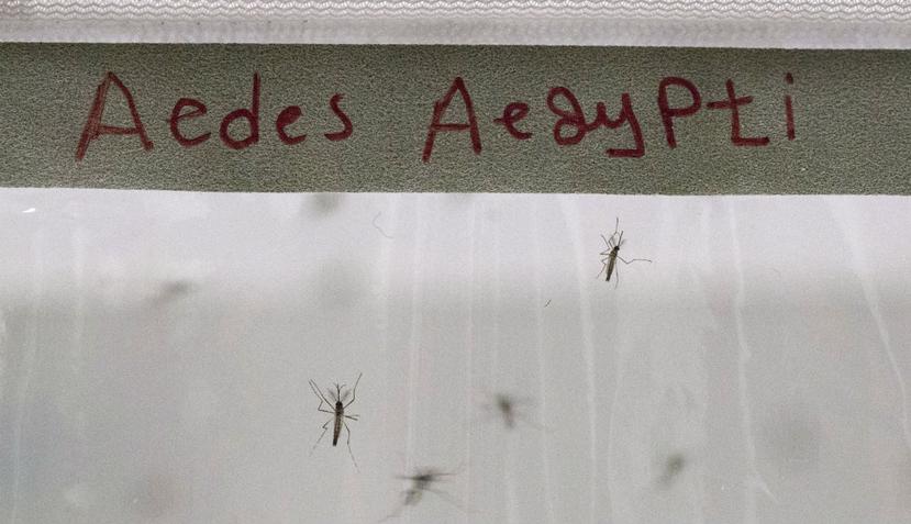 Las altas temperaturas podrían generar un hábitat ideal para los mosquitos. (EFE)
