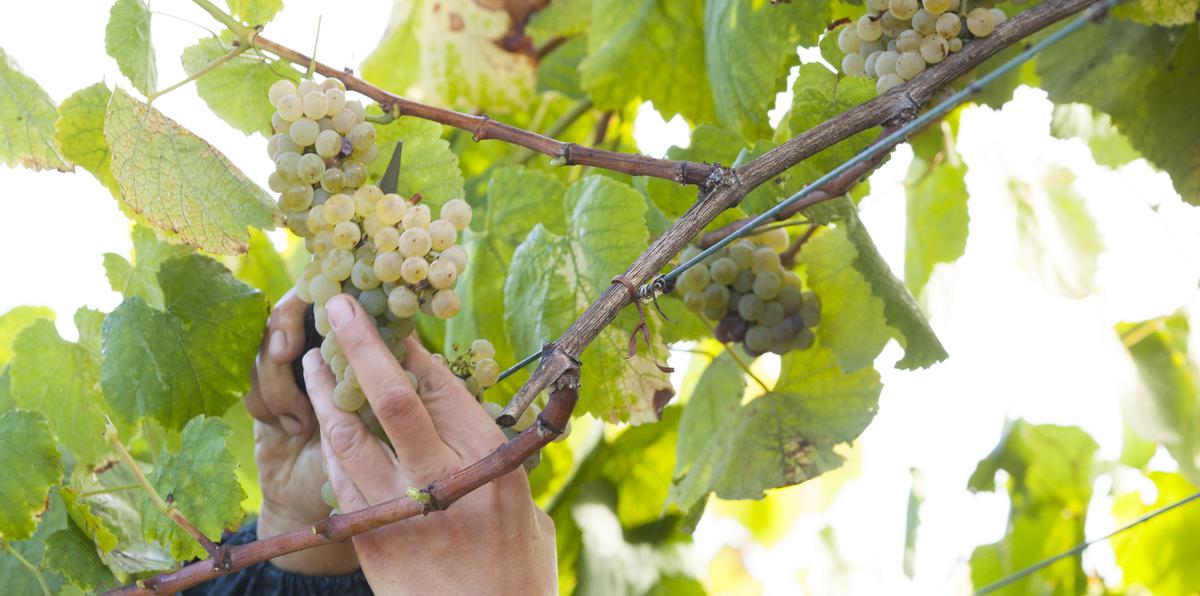 La DO Rías Baixas apuesta en exclusiva por el uso de variedades de uva autóctonas como un signo de identidad y valor. En la foto, viñedo en la bodega de Fillaboa.