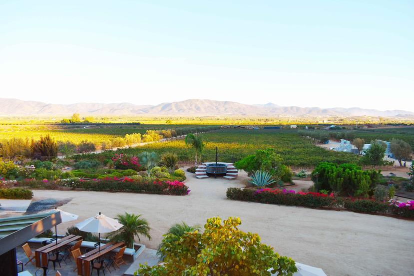 El Valle de Guadalupe se destaca por la calidad de sus vinos, los sabores de su cocina y la belleza de sus paisajes naturales. (Shutterstock)