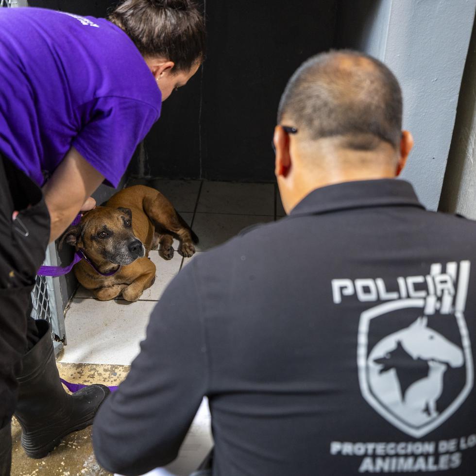 El santuario de animales Humane Society en Guaynabo acogió el martes unos 75 animales que fueron removidos por la Policía de Puerto Rico del Centro de Control y Albergue Animal Capitán Correa en Arecibo.