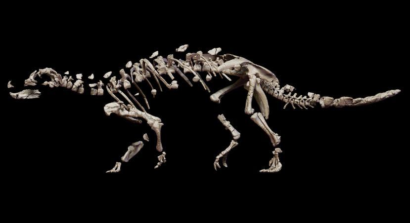 Una recreación realizada y cedida por la Universidad de Chile muestra el fósil de una recién descubierta nueva especie de dinosaurio acorazado en la Patagonia chilena con una extraña arma en su cola. 