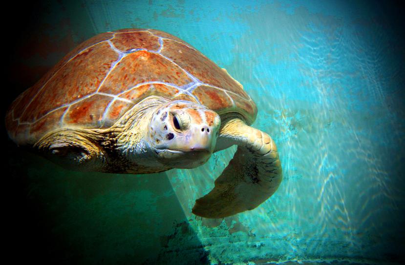 La propuesta designaría 250 acres de zona costera del archipiélago y sus aguas circundantes como hábitat crítico de la tortuga verde.