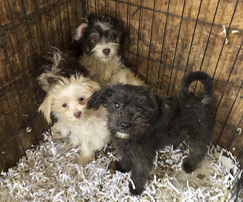 Algunos de los perros rescatados de una casa en el condado de Burlington, Nueva Jersey. (AP)