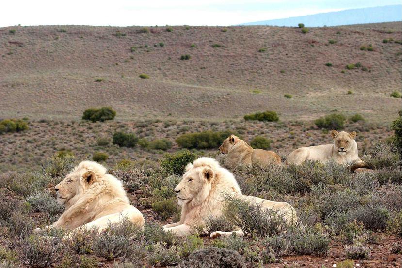 Las autoridades piensan que una manada de leones encontró el cuerpo y lo devoró, dejando apenas el cráneo y unas piezas de ropa. (EFE / Liesl Eichenberger)