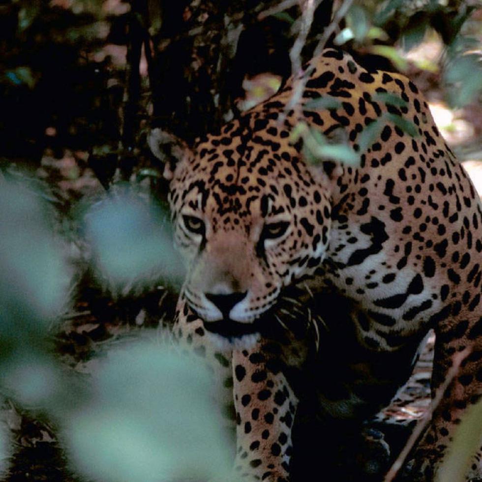 El incidente ocurrió la tarde del sábado en un albergue de jaguares del zoológico de la ciudad central de León, en el estado de Guanajuato.