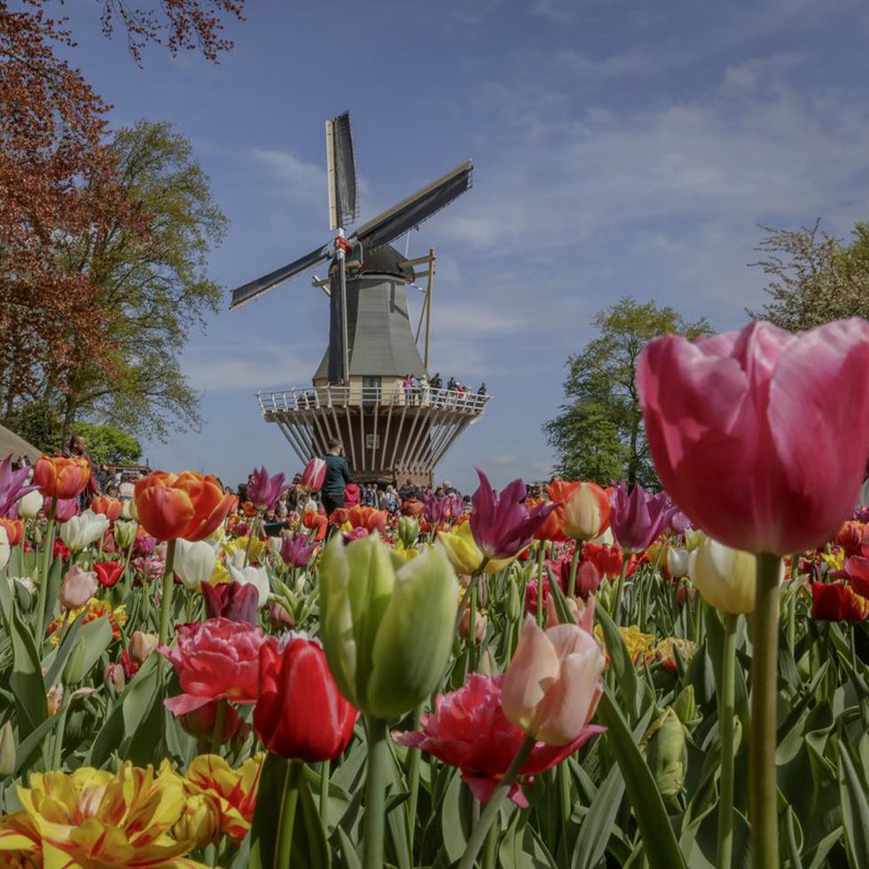 Otro precioso festival primaveral en marzo y abril es el Keukenhof cerca de Amsterdam en los Países Bajos.