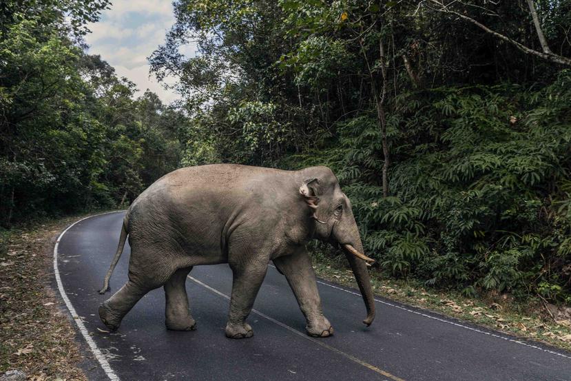 Con pocos automóviles cerca, los elefantes, la especie que predomina en el parque, pasean por los caminos, masticando el follaje sin necesidad de retirarse a los peligrosos rincones del bosque donde los acantilados se encuentran con las cascadas. (Adam De