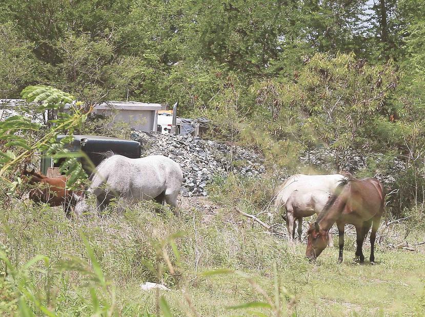 La organización Humane Society alegó que para disminuir la cantidad de caballos en Vieques, algunas personas los matan. (Archivo/GFR)