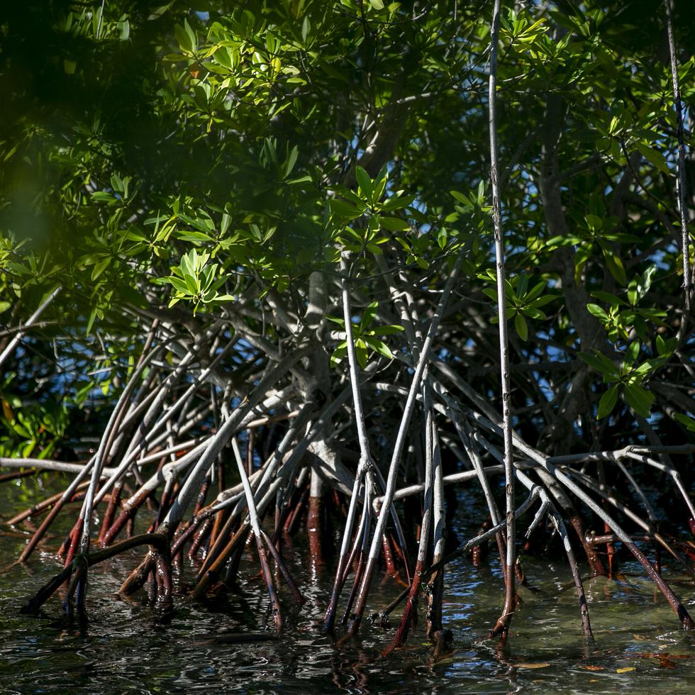 Los investigadores compararon que el manglar disminuye la energía del sonido como la de las olas.