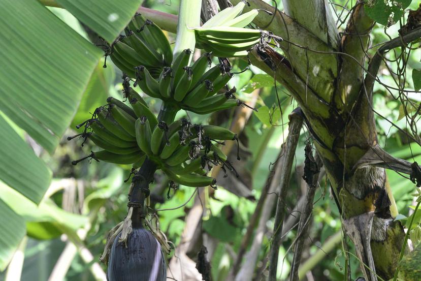 El hongo Fusarium Oxysporum Raza 4 Tropical es una enfermedad que afecta a plantaciones de plátanos y guineos. (GFR Media)