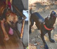 Fotos suministradas por la Fiscalía federal en la acusación contra Antonio Casillas Montero, en la que se observa a un perro en una trotadora y con posibles cicatrices de mordeduras, y otro perro encadenado en una propiedad relacionada al imputado en Humacao.