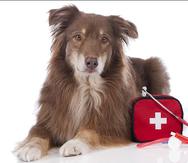 En caso de una emergencia es importante que la mascota tenga su botiquín de emergencia, además de una identificación con su nombre, nombre del dueño y número de teléfono.