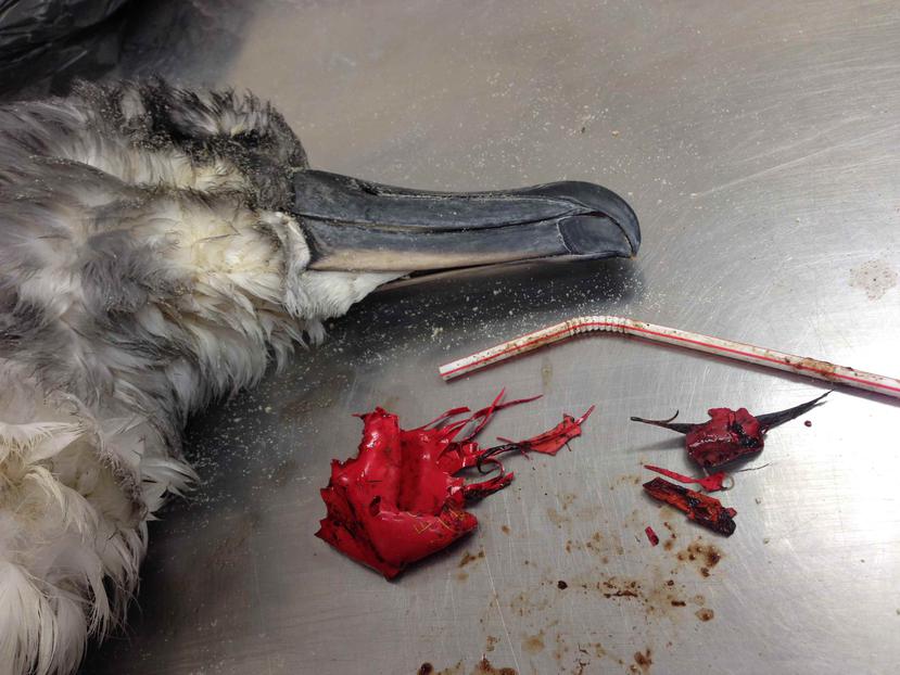 Un ave yace muerta en una mesa y al lado de un sorbeto y pedazos de una bomba que fueron encontrados adentro del animal en la costa de Brisbane, Australia, en 2016. (AP)