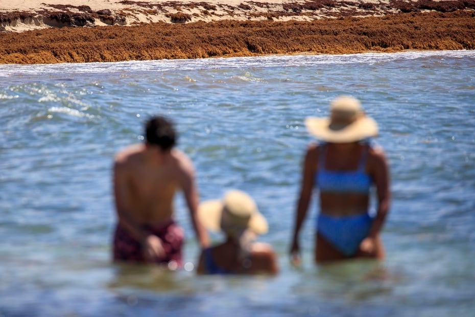 El sargazo no representa peligro para los bañistas, pero sin duda no pasa por desapercibido durante un día de playa.